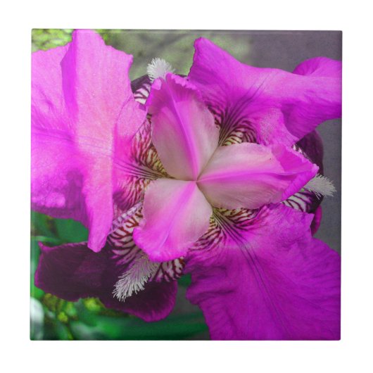 Roze Iris Flower Tegel Tegeltje (Voorkant)