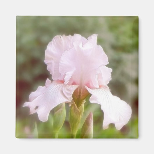 Roze iris - ijdelheid magneet (Voorkant)