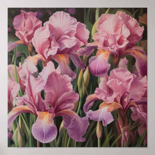 Roze Irissen Bloem Kunstprint Poster (Voorkant)