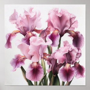 Roze Irissen Bloemenkunst Print Poster