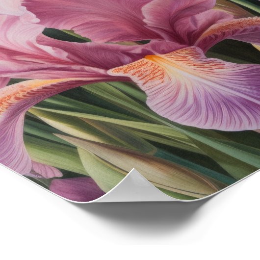Roze Irissen Bloemenkunst Print Poster (Hoek)
