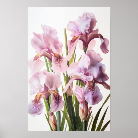 Roze Irissen Bloemenkunst Print Poster (Voorkant)