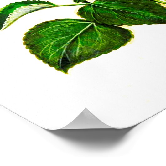 Roze Italiaanse Hibiscus-bloemen, gedrukt Poster (Hoek)