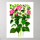 Roze Italiaanse Hibiscus-bloemen, gedrukt Poster (Voorkant)