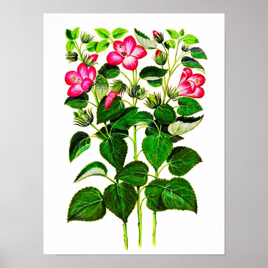 Roze Italiaanse Hibiscus-bloemen,  gedrukt Poster (Voorkant)