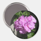 Roze Ivy Geranium Magneet (Voorkant / Achterkant)