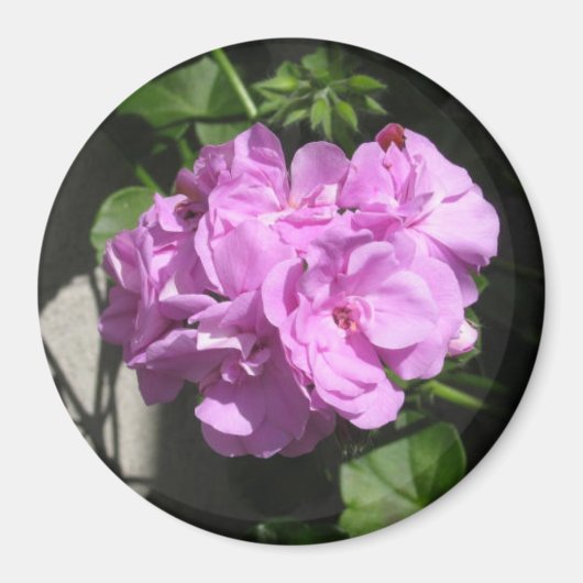 Roze Ivy Geranium Magneet (Voorkant)