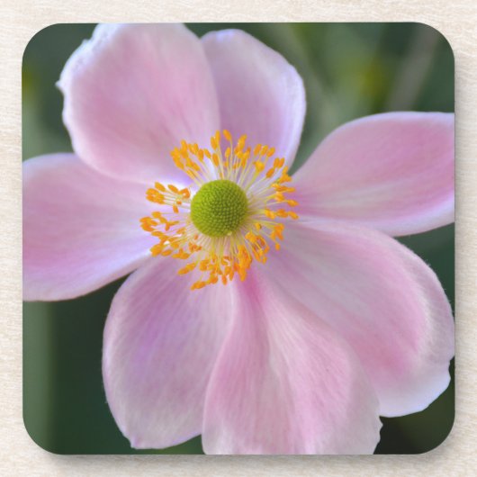 Roze japanese anemonbloem onderzetter (Voorkant)