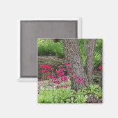 Roze Japans Primrose Floral Magneet (Voorkant / Achterkant)