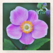 Roze Japanse Anemone Floral Glazen Onderzetter (Voorkant)