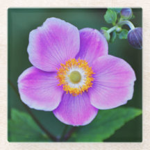 Roze Japanse Anemone Floral