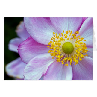 Roze "Japanse annemone"