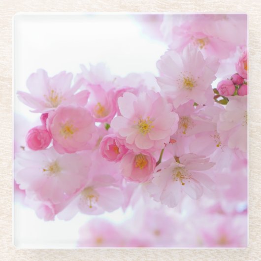 Roze Japanse Cherry Blossom Glazen Onderzetter (Voorkant)