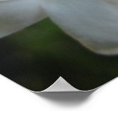 Roze Jasmine Flowers Poster (Hoek)