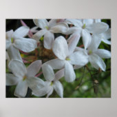 Roze Jasmine Flowers Poster (Voorkant)