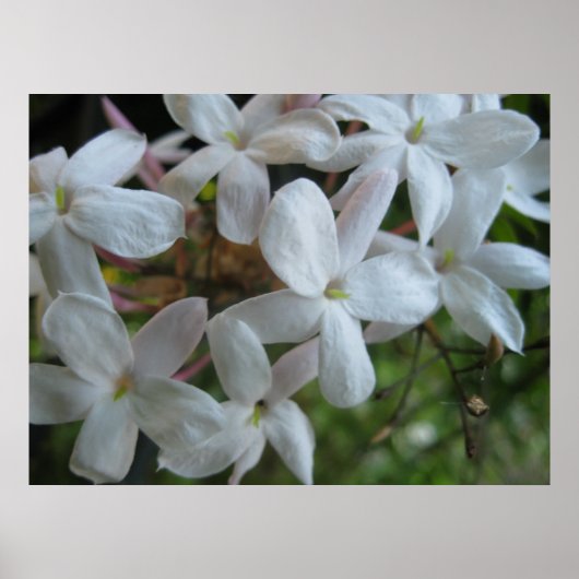 Roze Jasmine Flowers Poster (Voorkant)