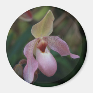 Roze juffrouw's Slipper Orchid Magneet