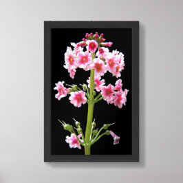 Roze Kaarsenstand Primula Bloemen Poster