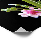 Roze Kaarsenstand Primula Bloemen Poster (Hoek)