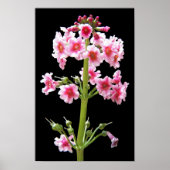 Roze Kaarsenstand Primula Bloemen Poster (Voorkant)