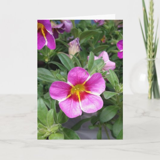 Roze Kaart met fijne snede van petunia, ventilator (Voorkant)