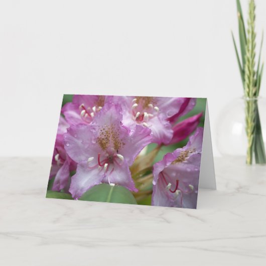 Roze Kaart Rhody (Voorkant)