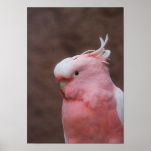 Roze kakker poster