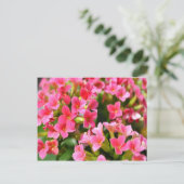 Roze Kalanchoes Briefkaart (Staand voorkant)