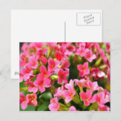 Roze Kalanchoes Briefkaart (Voorkant / Achterkant)