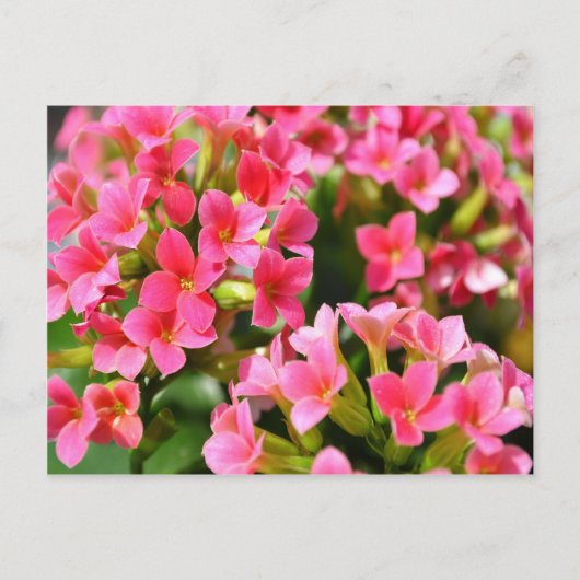 Roze Kalanchoes Briefkaart (Voorkant)