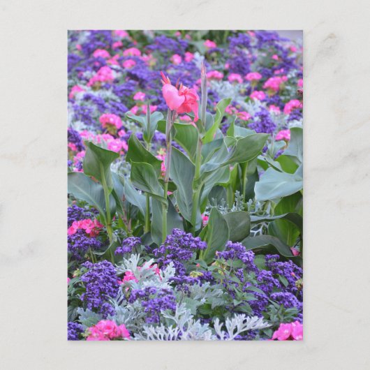 Roze kali in de lentestuin briefkaart (Voorkant)