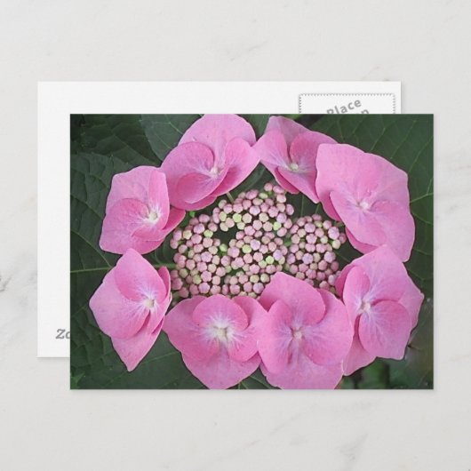 Roze Kant Pet Hydrangea Briefkaart (Voorkant / Achterkant)