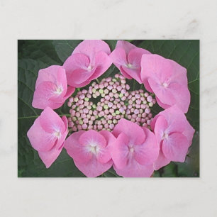 Roze Kant Pet Hydrangea Briefkaart