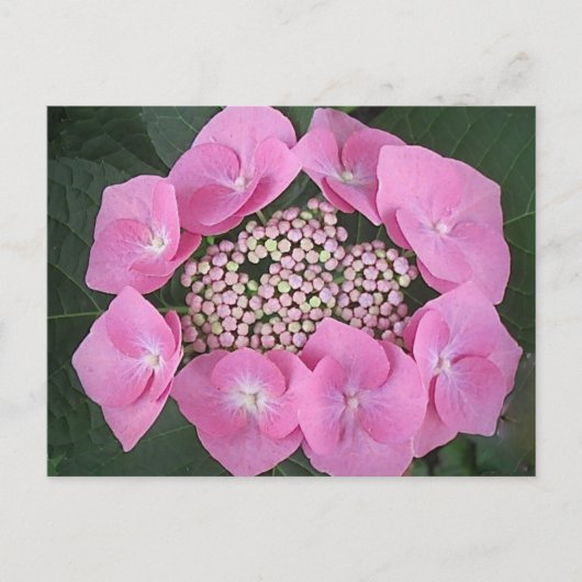 Roze Kant Pet Hydrangea Briefkaart (Voorkant)