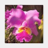Roze karmozijnrode Cattleya-orchidee Magneet (Voorkant)