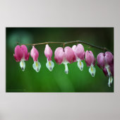 Roze karms afdrukken poster (Voorkant)