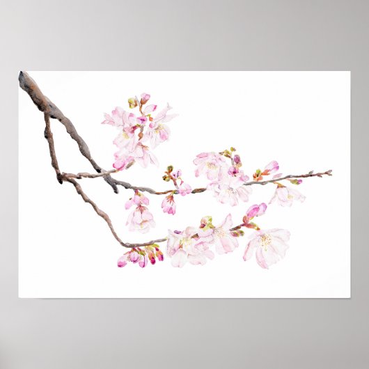 roze kerry blossom 2023 waterverf 2 poster (Voorkant)