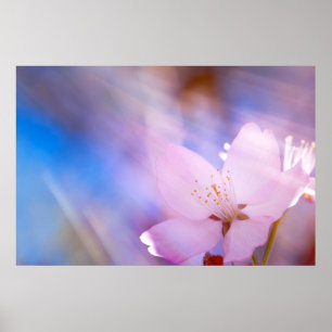 Roze kersbloesem poster