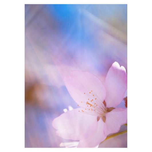 Roze kersbloesem tafelkleed (Voorkant)