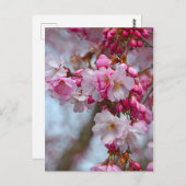 Roze kersbloesems briefkaart (Voorkant / Achterkant)