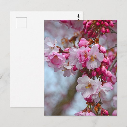 Roze kersbloesems briefkaart (Voorkant / Achterkant)