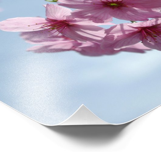 Roze kersbloesems en lichtblauwe hemel foto afdruk (Hoek)