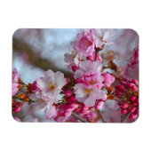 Roze kersbloesems magneet (Horizontaal)