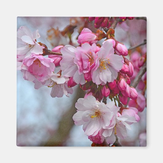 Roze kersbloesems magneet (Voorkant)