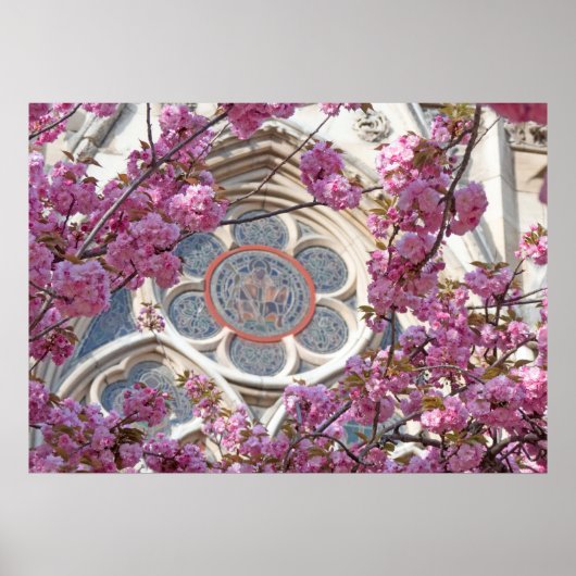 Roze kersbloesems poster (Voorkant)