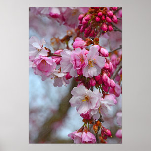 Roze kersbloesems poster