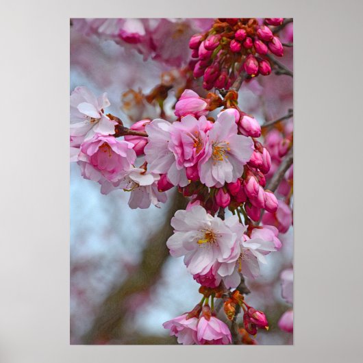 Roze kersbloesems poster (Voorkant)