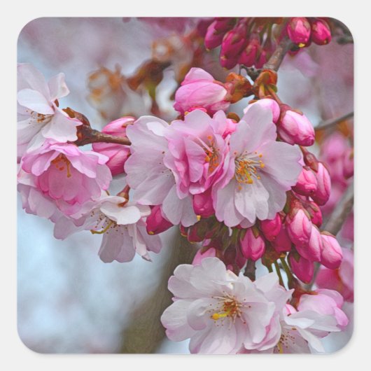 Roze kersbloesems vierkante sticker (Voorkant)