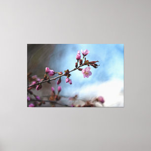 Roze Kersenbloesem, Blauwe Lucht, Witte Wolk Canvas Afdruk