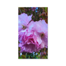 Roze Kersenbloesem Bloemen
